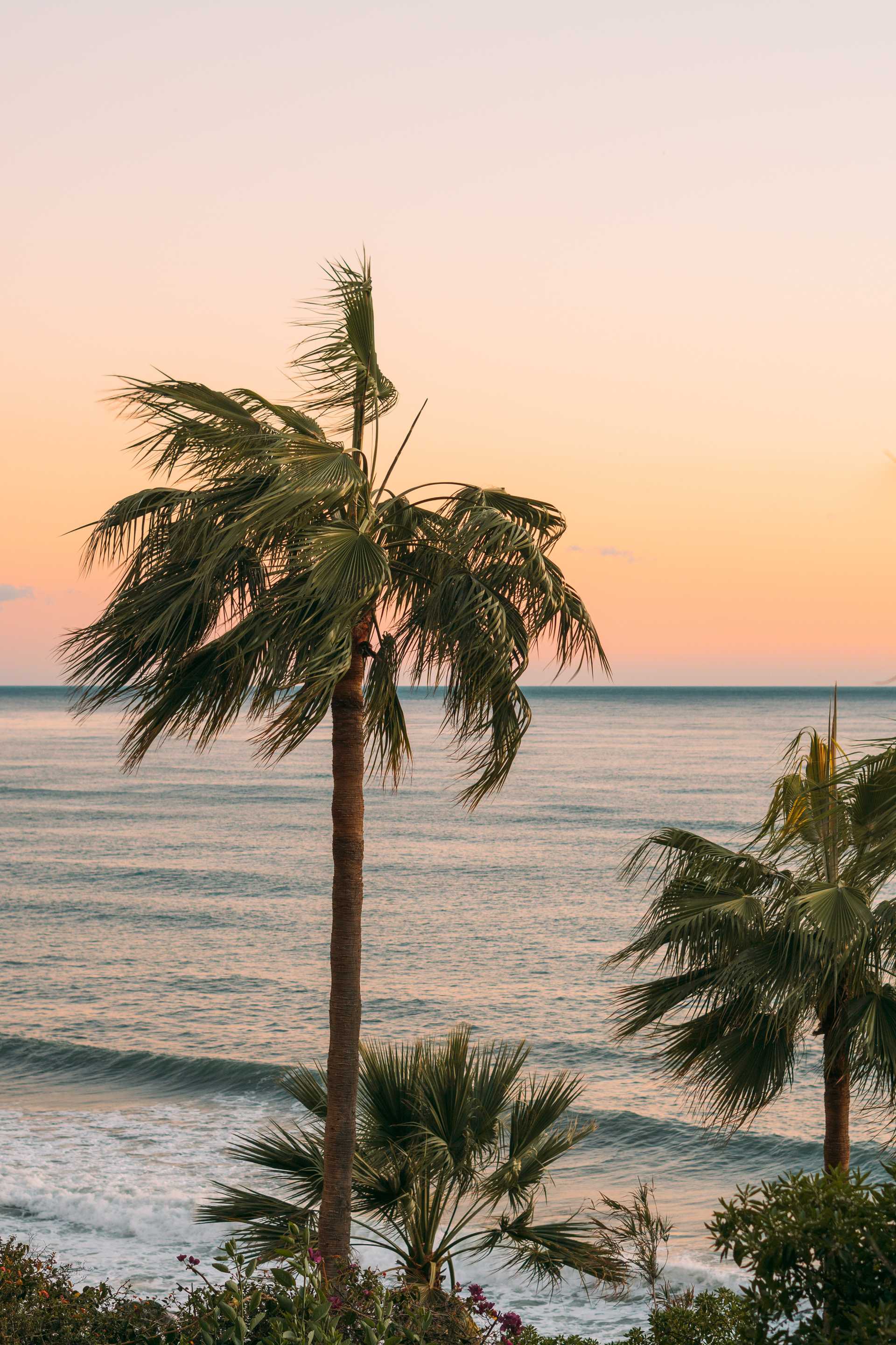 palms